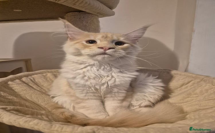 Maine Coon cats - Advert 10