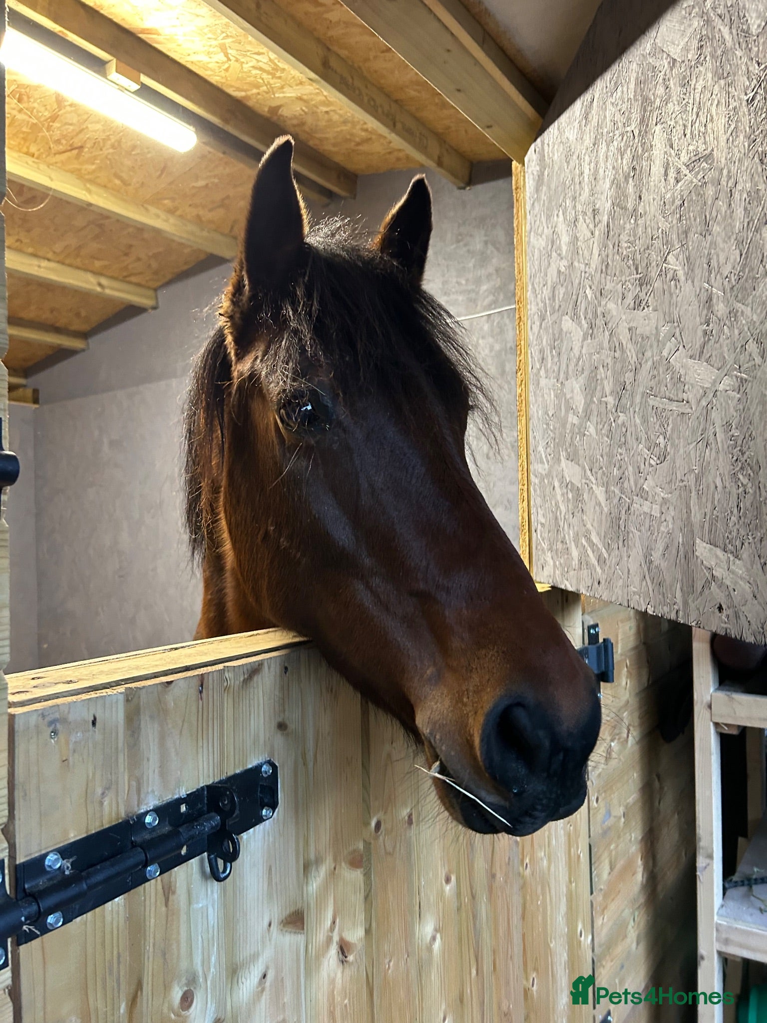 Other Breed horses Very sweet natured mare - Advert 1