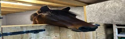 Other Breed horses for sale: Penny super sweet 15.1hh Mare - Advert 1