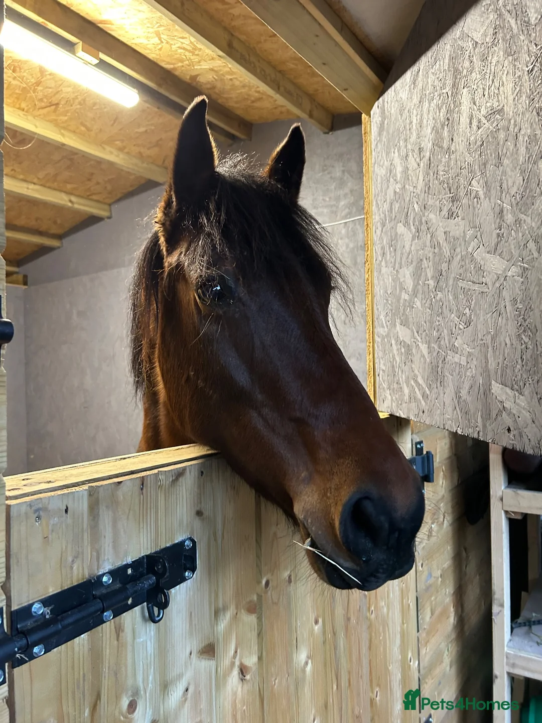 Other Breed horses for sale: Penny super sweet 15.1hh Mare - Advert 1