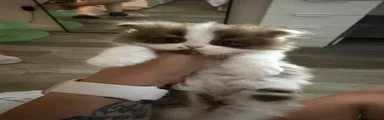 British Shorthair 2