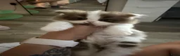 British Shorthair cats for sale: Champion line British longhair  - Advert 4