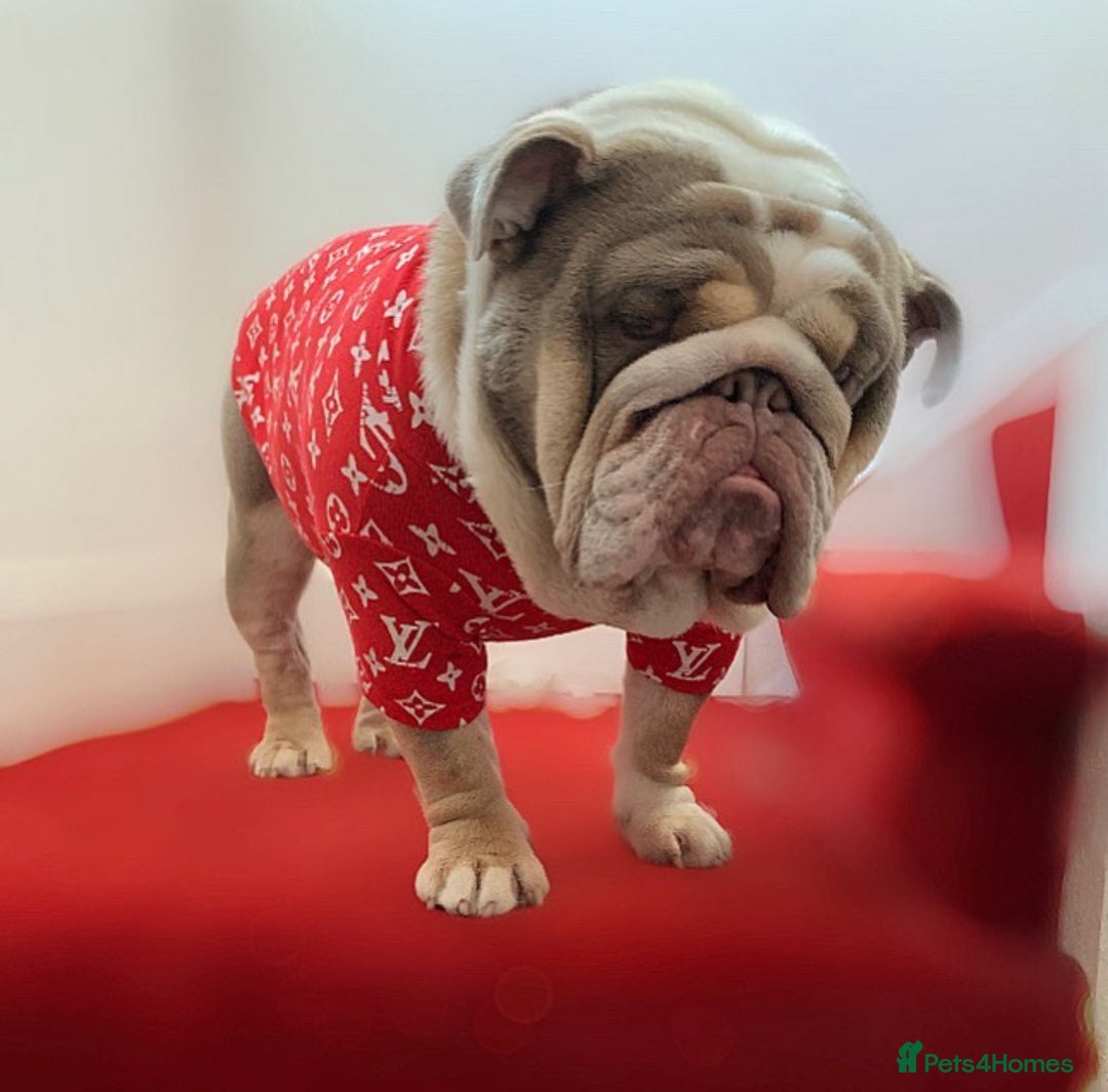 English Bulldog dogs for stud: STUD LOUIS V - BULLDOG  - Image 11