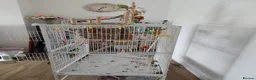 Budgerigars birds for sale: 2 budgies I think one male one female - Advert 3