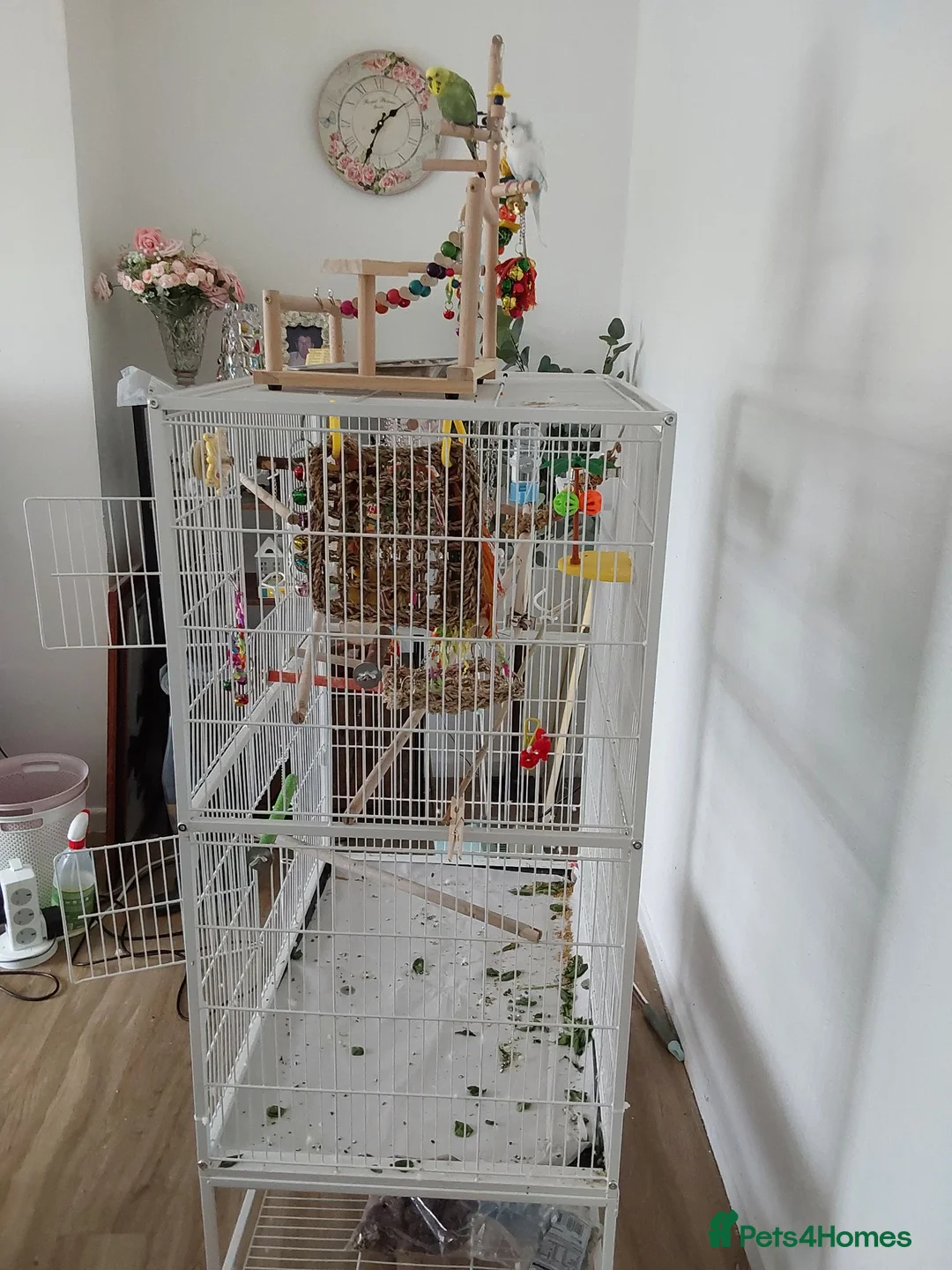 Budgerigars birds for sale: 2 budgies I think one male one female - Advert 3