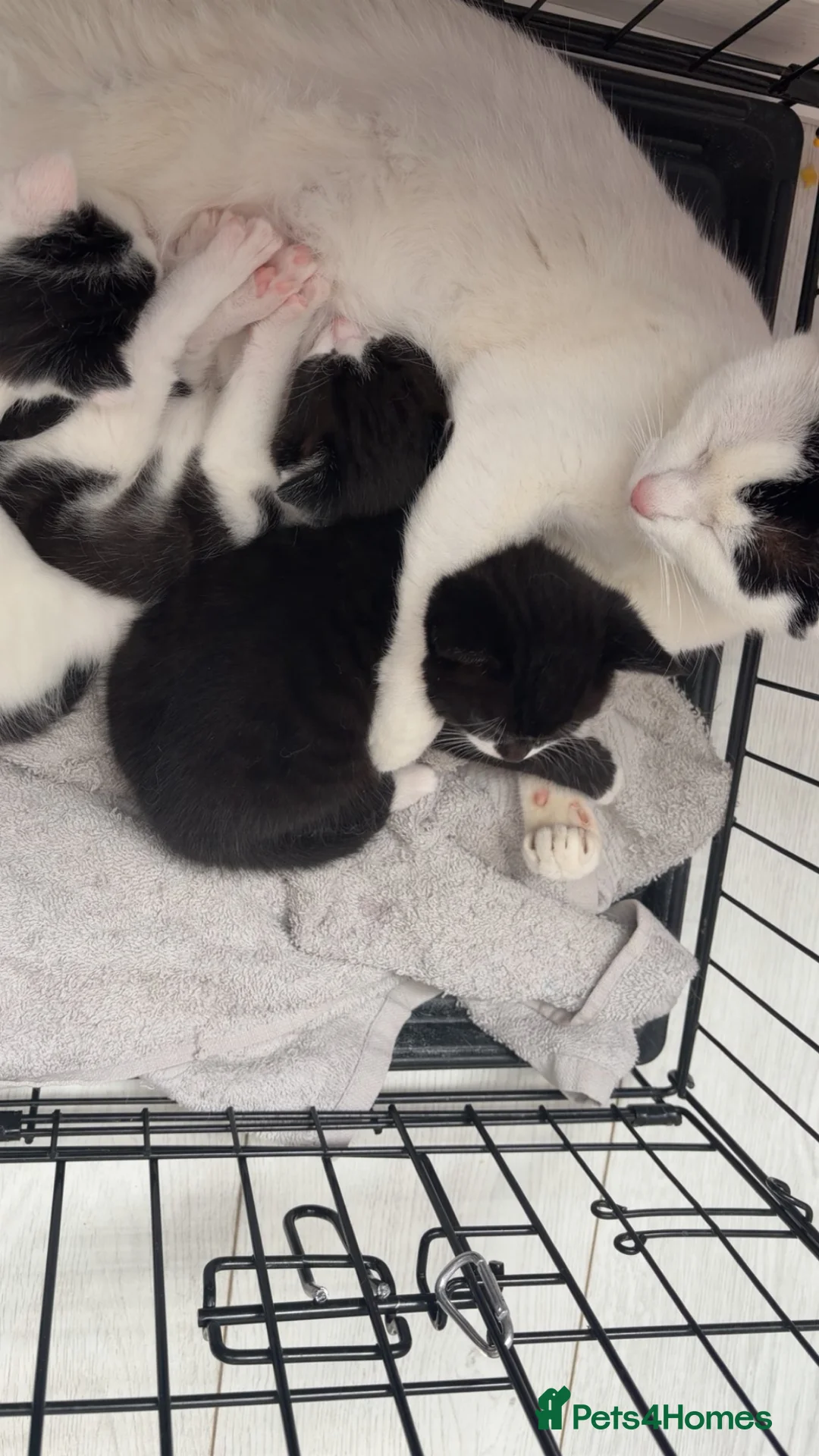 Mixed Breed cats for sale: 3 kittens ready to find their forever homes  in Glasgow - Advert 2