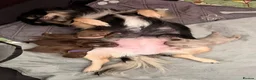 Chihuahua dogs for sale: 4 gorgeous longhaired apple head chihuahua pups - Advert 11