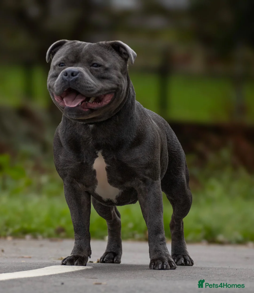 Staffordshire Bull Terrier dogs for stud: Top quality blue Stafford stud “TONY” in Birkenhead - Advert 6