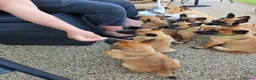 Belgian Shepherd Dog dogs for sale: 2 Belgian Malinois female pups - Advert 2
