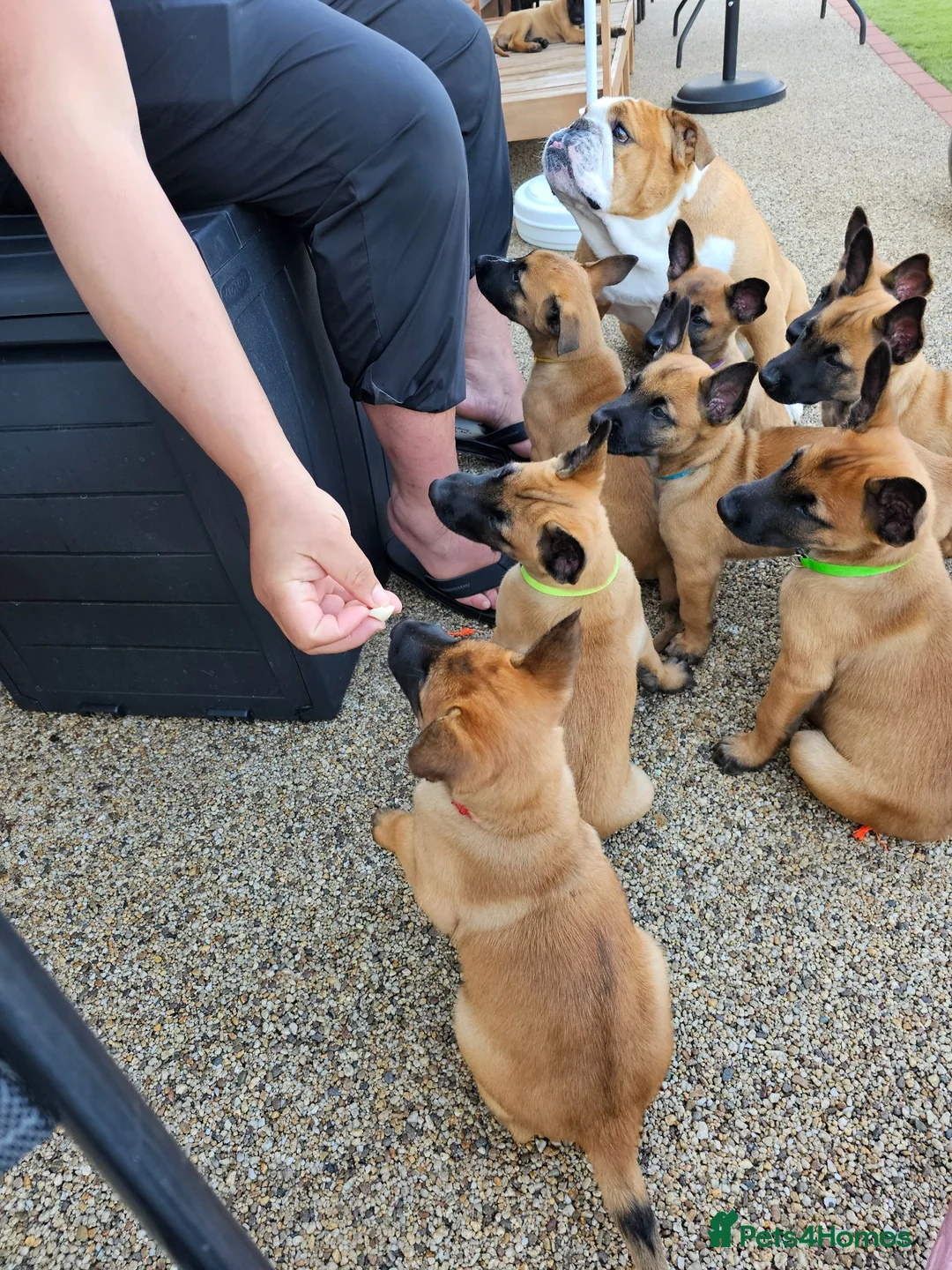 Belgian Shepherd Dog dogs for sale: 2 Belgian Malinois female pups - Advert 2