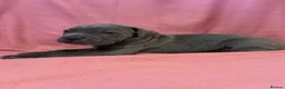 Cane Corso dogs for sale: Cane corso puppies for sale - Advert 11
