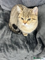 British Shorthair cats Kittens - Advert 6