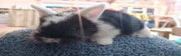 Lionhead rabbits for sale: Three kits - Advert 3