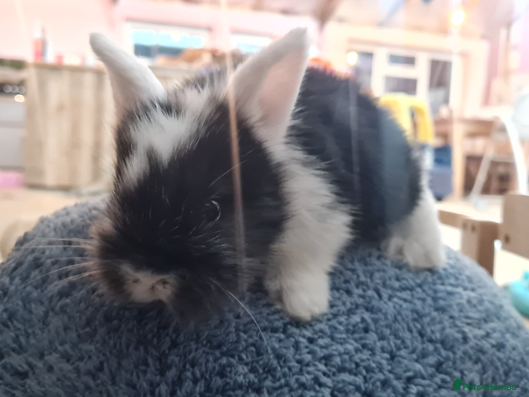 Lionhead rabbits for sale: Three kits - Advert 3