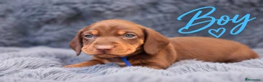 Miniature Dachshund 5