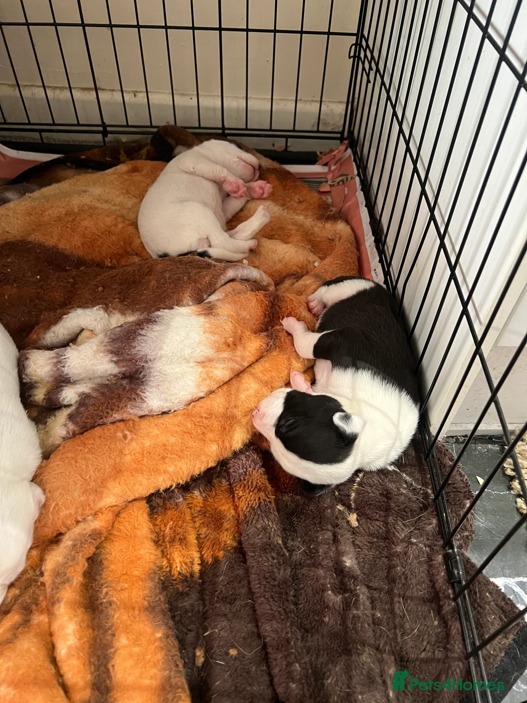 Mixed Breed dogs for sale: Adorable 13-Week-Old Female Puppies Ready For Home - Advert 14