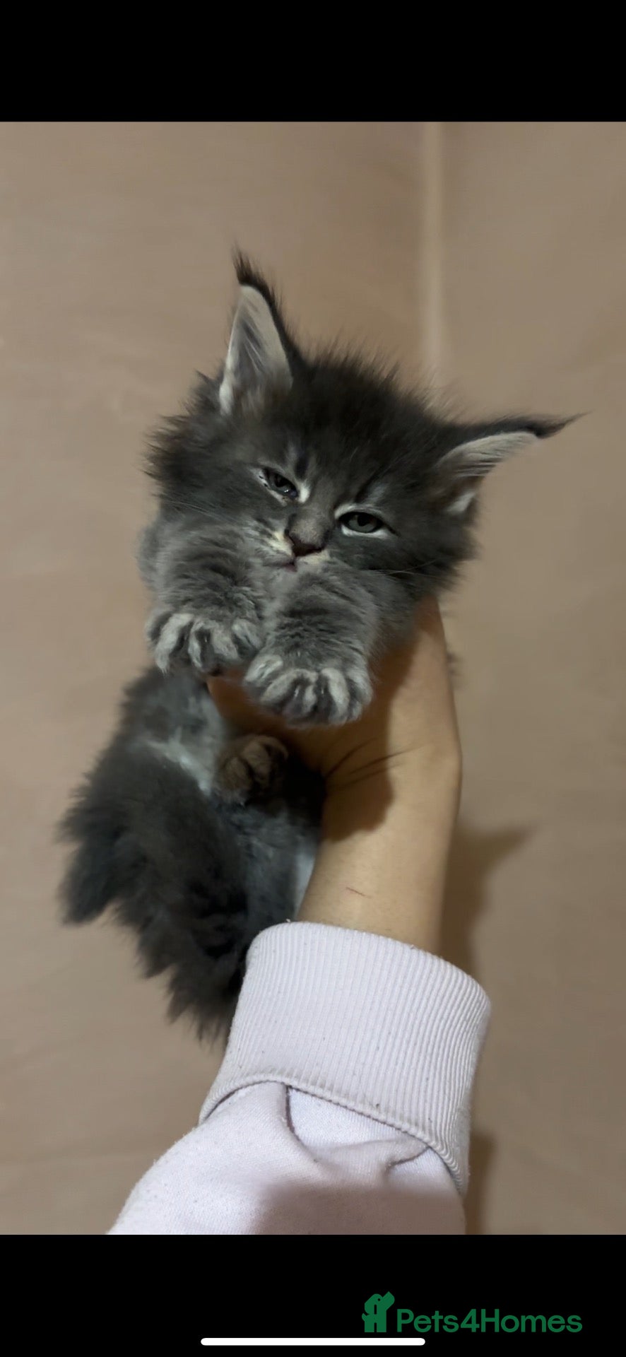 Maine Coon cats PURE RUSSIAN  MAINE COON KITTENS - Advert 2