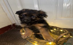 German Shepherd dogs for sale: Gorgeous 10 GSD Puppies Looking For Their Homes - Image 16