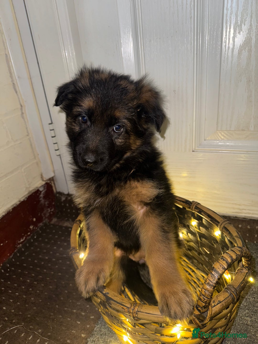 German Shepherd dogs for sale: Gorgeous 10 GSD Puppies Looking For Their Homes - Image 16