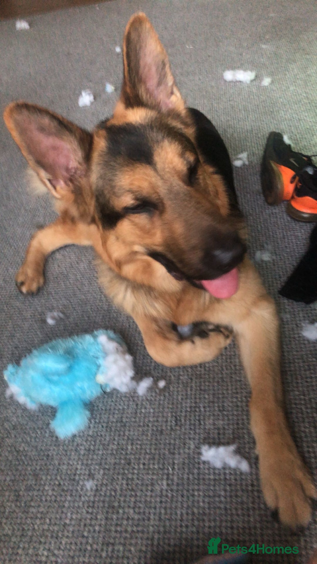 German Shepherd dogs for sale: male german shepherd  - Image 2