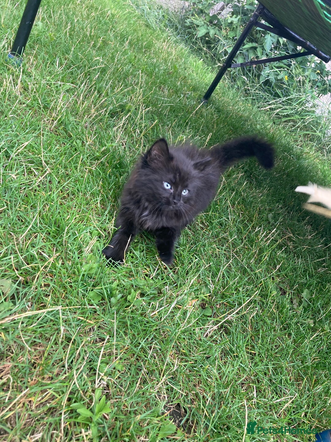 Turkish Angora cats for sale: 3 beautiful kittens ready to find a loving home  - Image 7