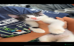Khao Manee cats for sale: Beautiful Khao Manee Kittens🐈🌼🤍 - Image 2