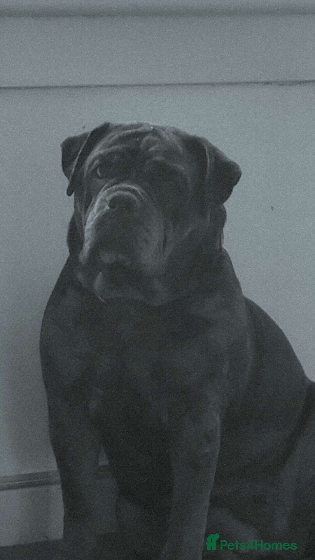 Dorset Olde Tyme Bulldogge dogs for sale: 4 year old Olde English - Advert 3