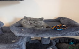 British Shorthair cats for sale: British short hair  - Image 3
