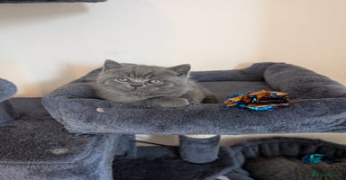 British Shorthair cats - Advert 12