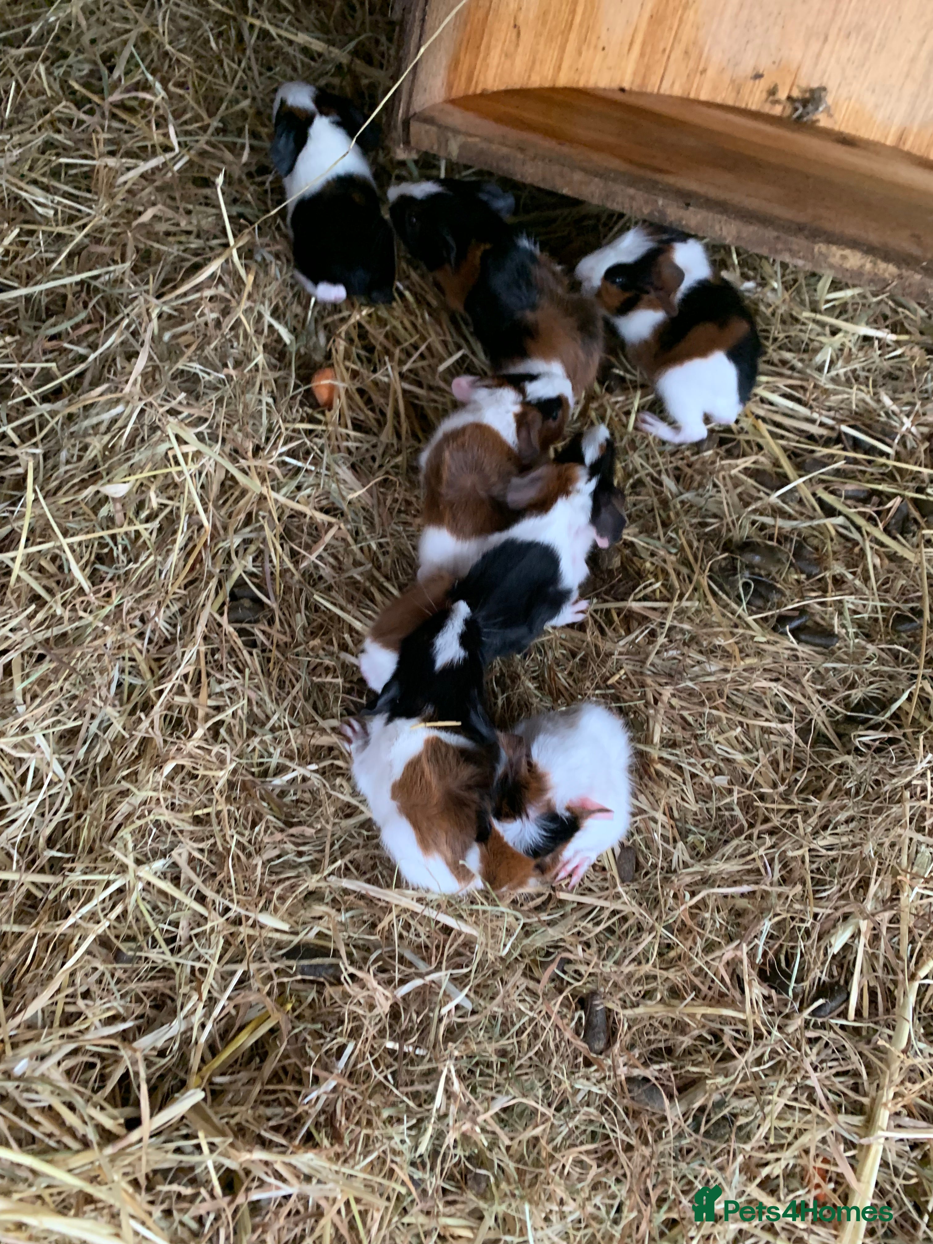 Guinea Pig rodents Friendly male Guinea pigs x3 in Wallington - Advert 1