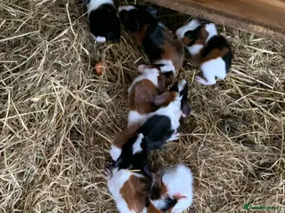 Guinea Pig rodents Friendly male Guinea pigs x3 in Wallington - Advert 1