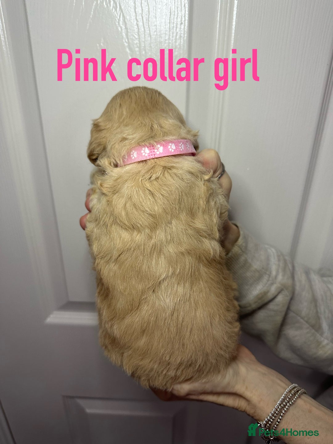 Cockapoo dogs for sale: Cockerpoo puppies  - Advert 25