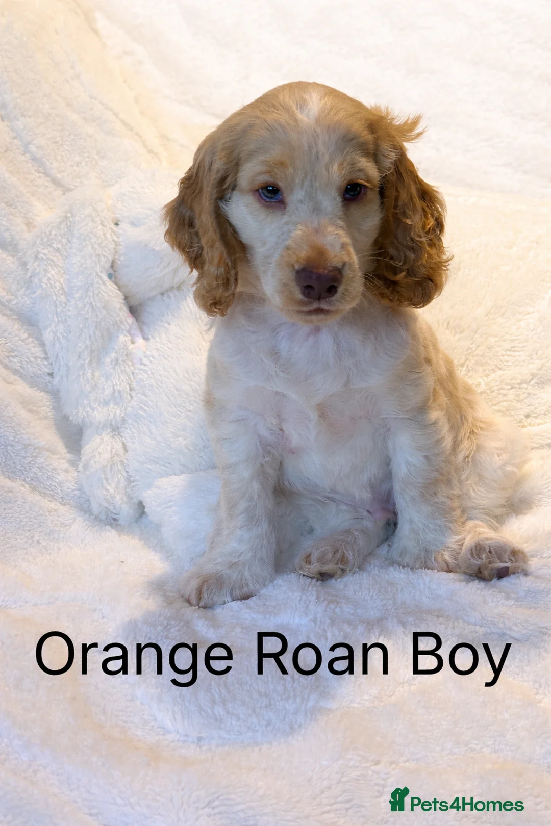 Cocker Spaniel dogs for sale: Stunning Show Cocker Spaniels ready now  - Advert 1