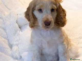 Cocker Spaniel dogs Stunning Show Cocker Spaniels ready now - Advert 5