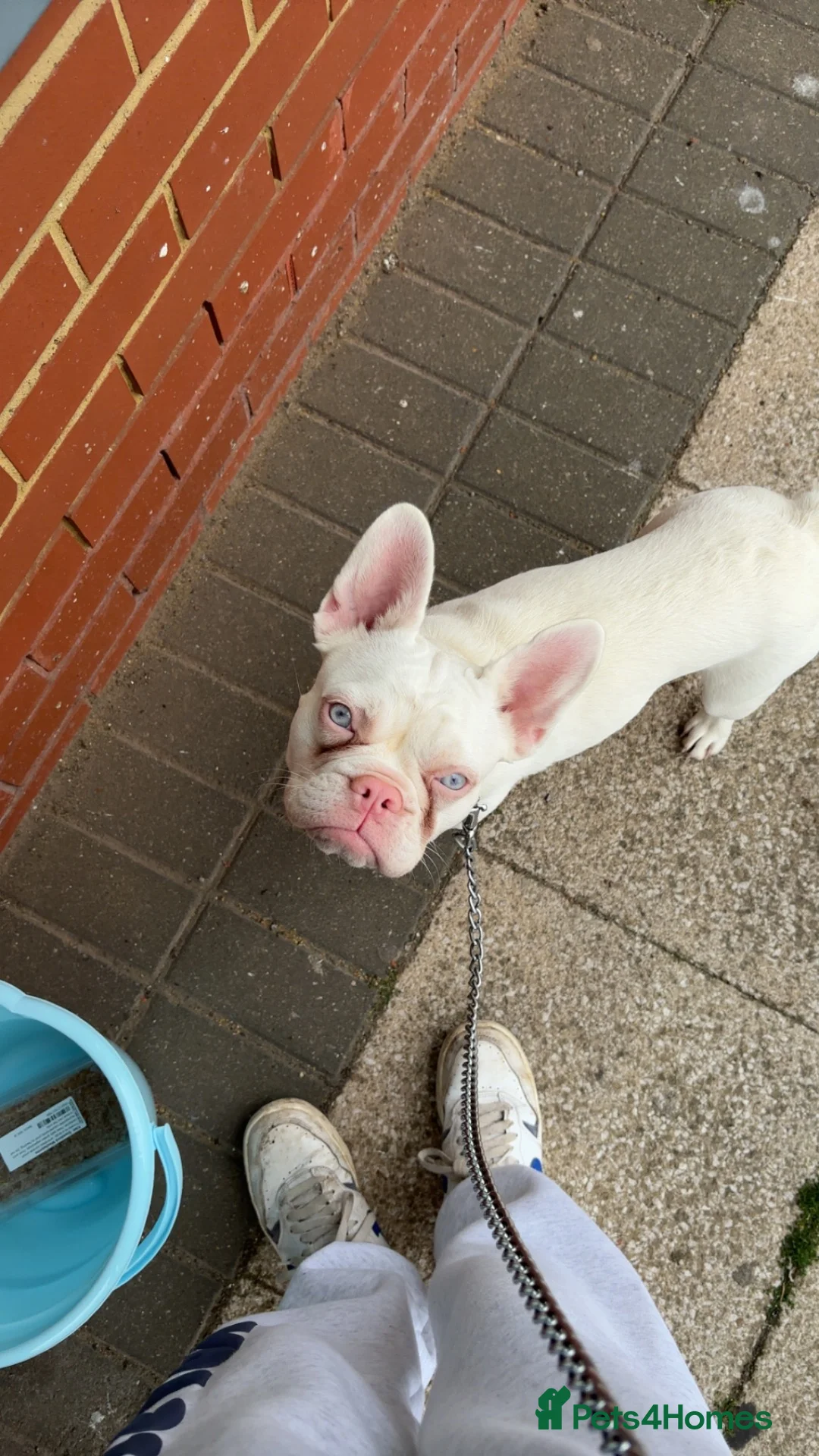 French Bulldog dogs for sale: Beautiful albino girl - Delilah  in Broadstairs - Advert 4