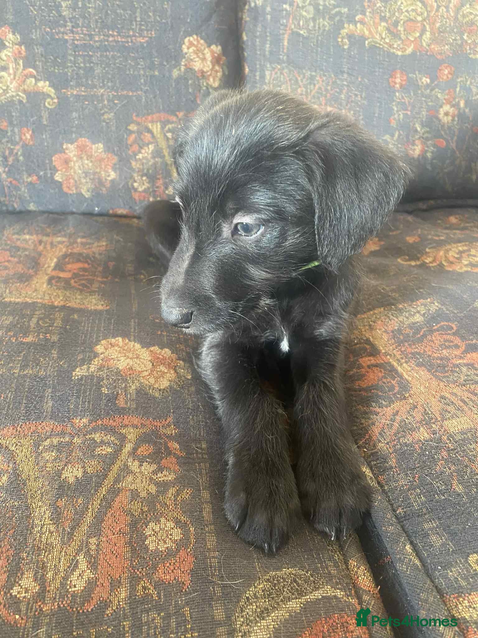 Mixed Breed dogs F1 BEDLINGTON X WHIPPETS - Advert 3