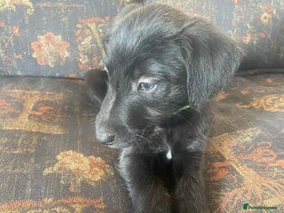 Mixed Breed dogs F1 BEDLINGTON X WHIPPETS - Advert 3