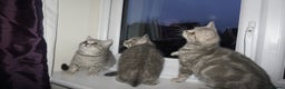 British Shorthair cats for sale: British Blue tabbies boys and girls - Advert 14