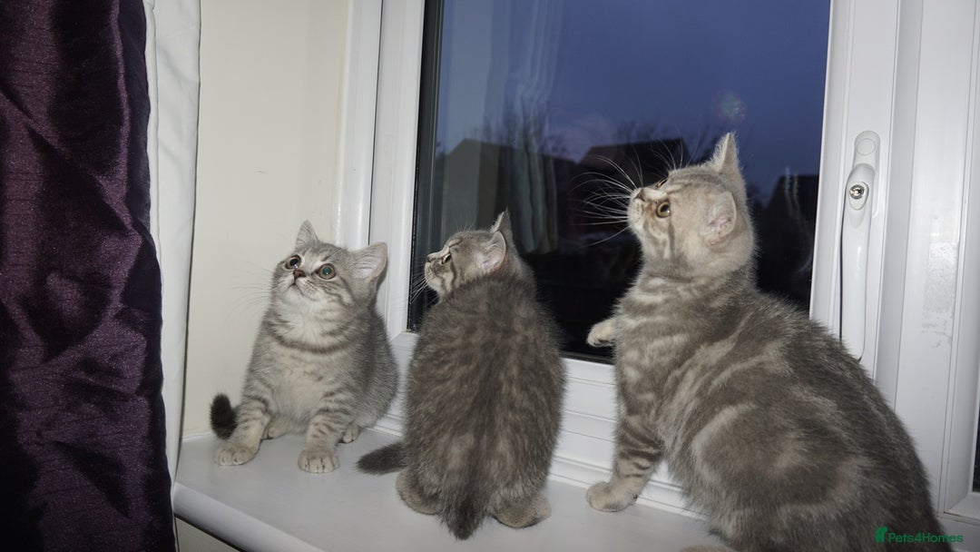 British Shorthair cats for sale: British Blue tabbies boys and girls - Advert 14