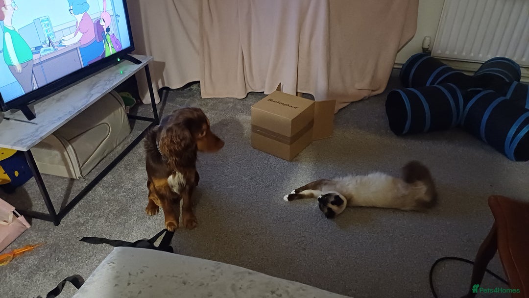 Mixed Breed dogs for sale: Loving springer x cocker 2 years old - Image 4