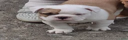 American Bulldog dogs for sale: Happy, chunky, healthy American Bulldog puppies  - Advert 7