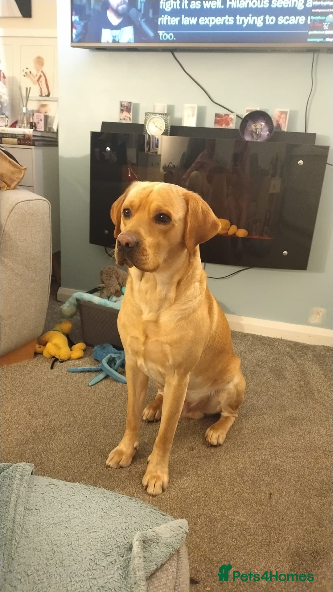 Labrador Retriever dogs Available for stud. Nearly 2 years old. So placid - Advert 1