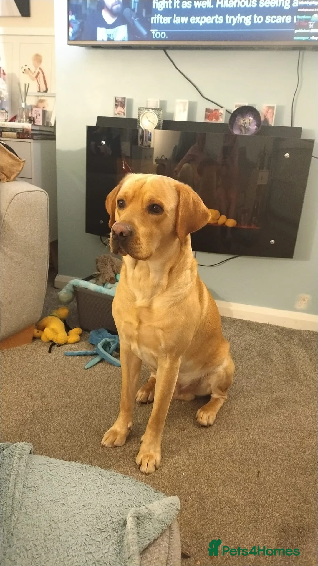 Labrador Retriever dogs for stud: Available for stud. Nearly 2 years old. So placid - Advert 1