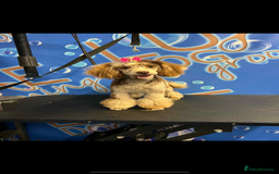 Cockapoo dogs for sale: Stunning litter of F1 Yankee doodles - Image 3
