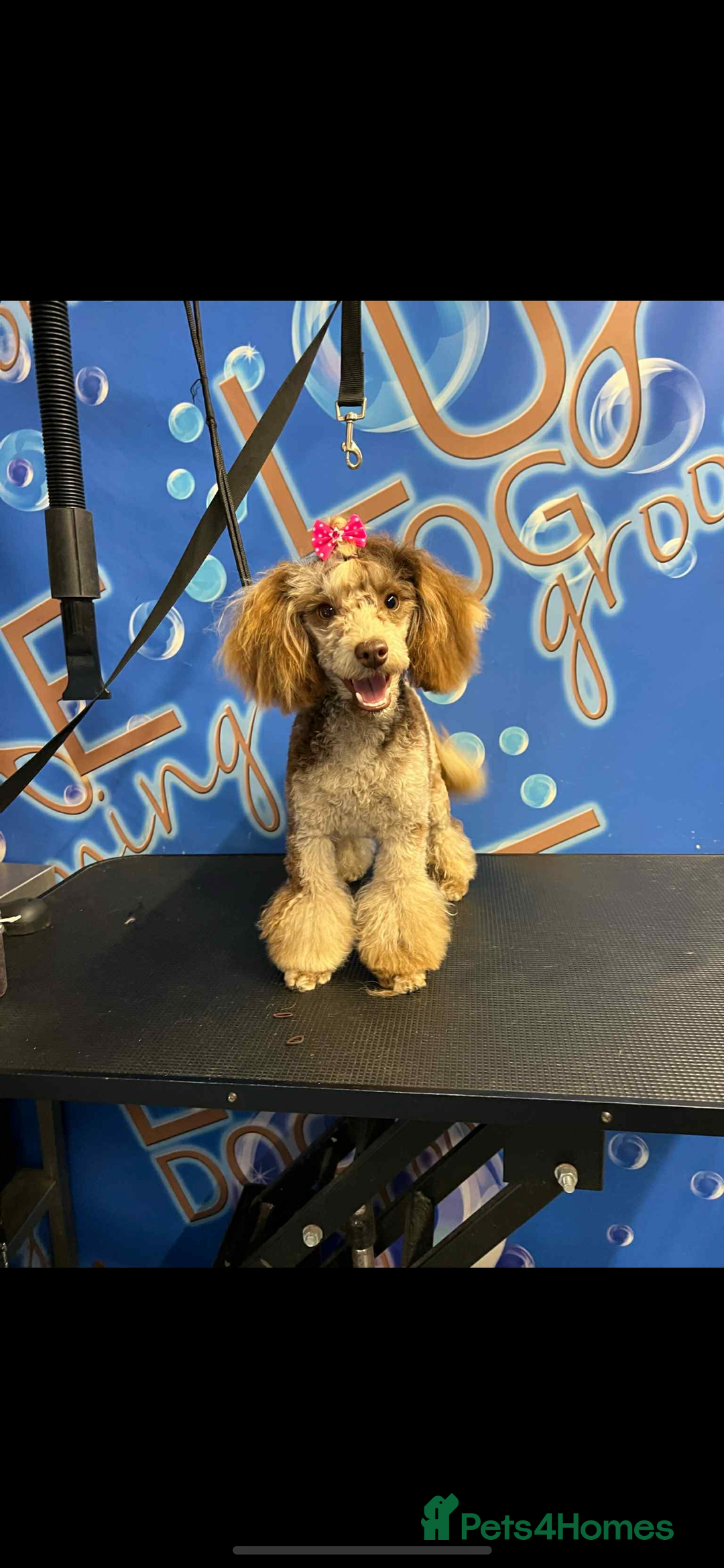 Cockapoo dogs for sale: Stunning litter of F1 Yankee doodles - Image 3
