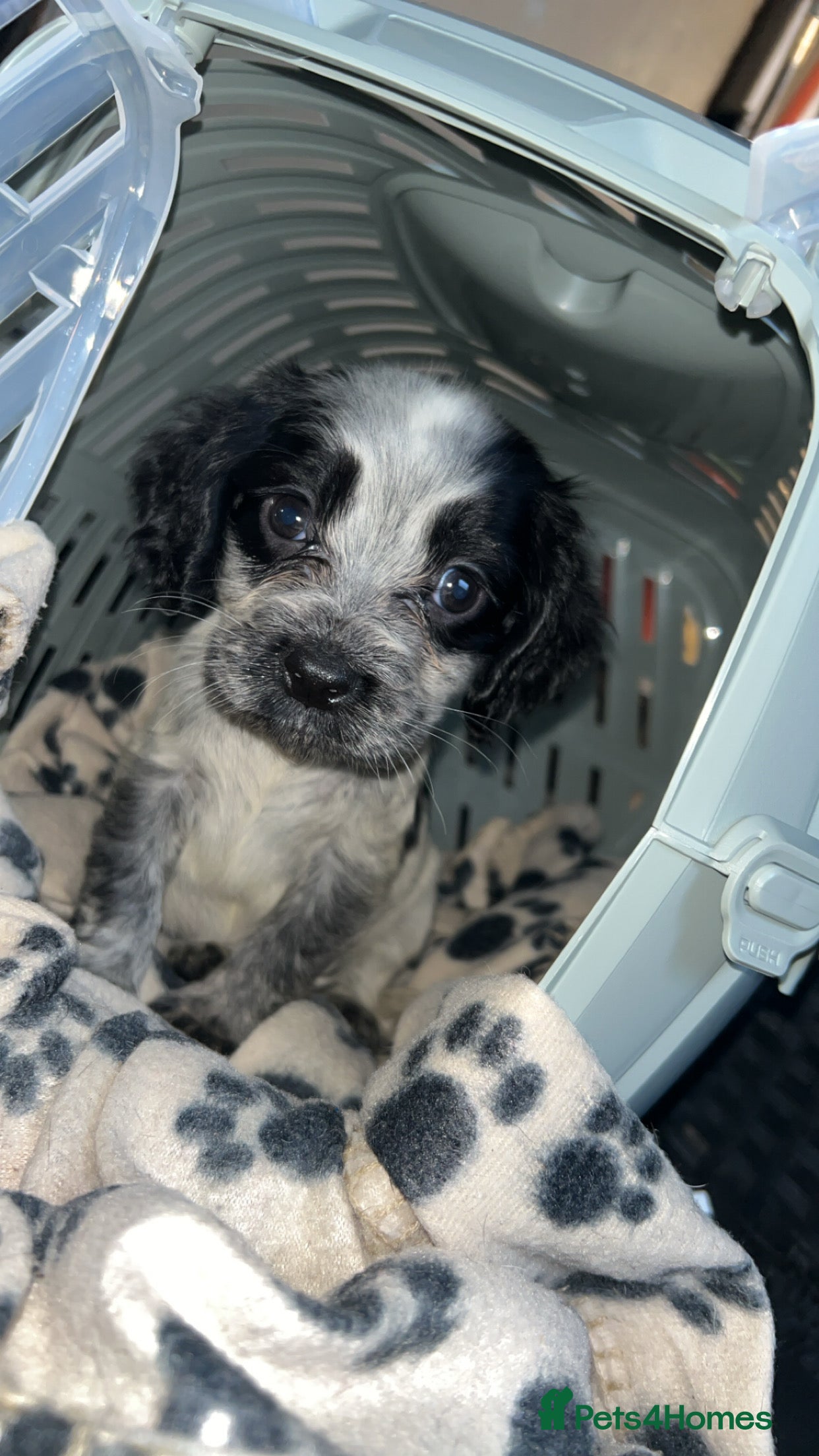 Cocker Spaniel dogs Cocker Spaniel Puppies  - Advert 1