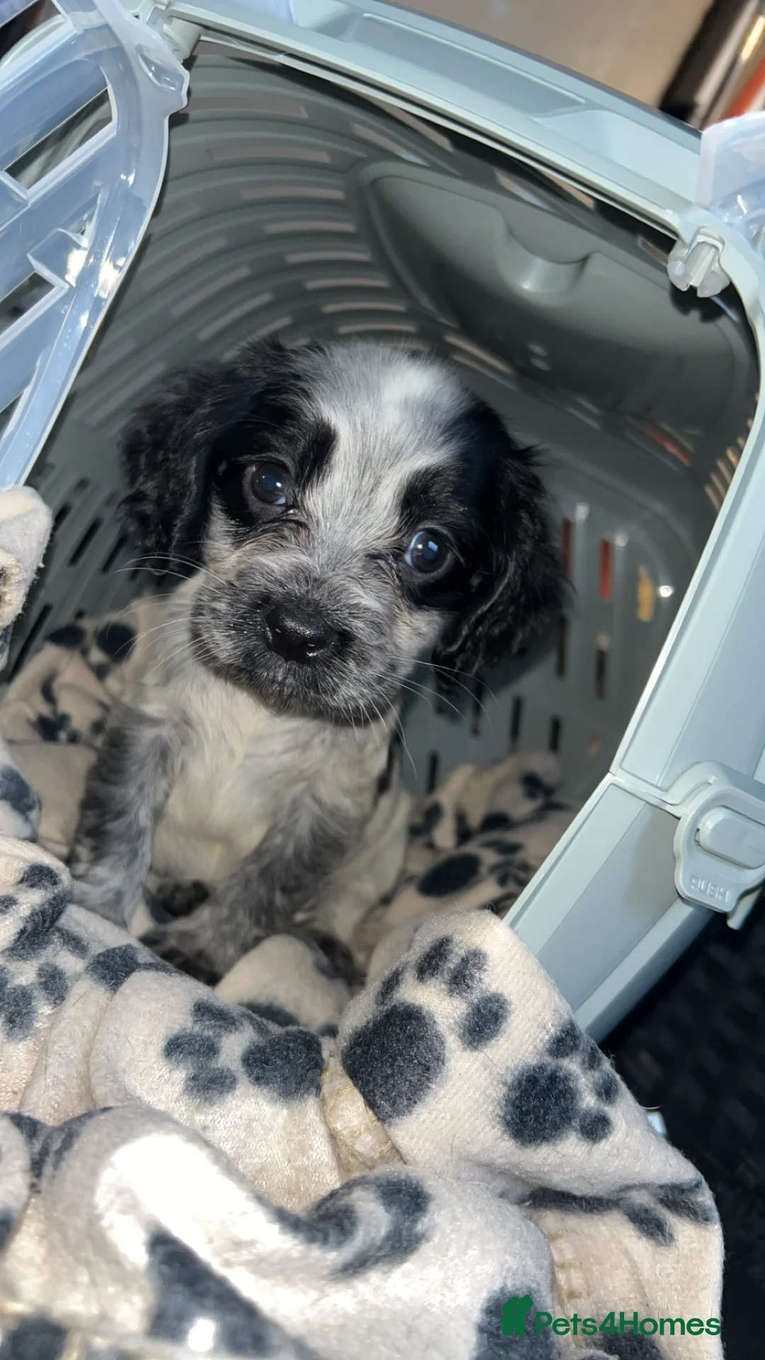 Cocker Spaniel dogs for sale: Cocker Spaniel Puppies  - Advert 1