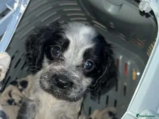 Cocker Spaniel dogs Cocker Spaniel Puppies - Advert 1