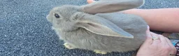 Continental Giant rabbits for sale: Giant continental babies  - Advert 5