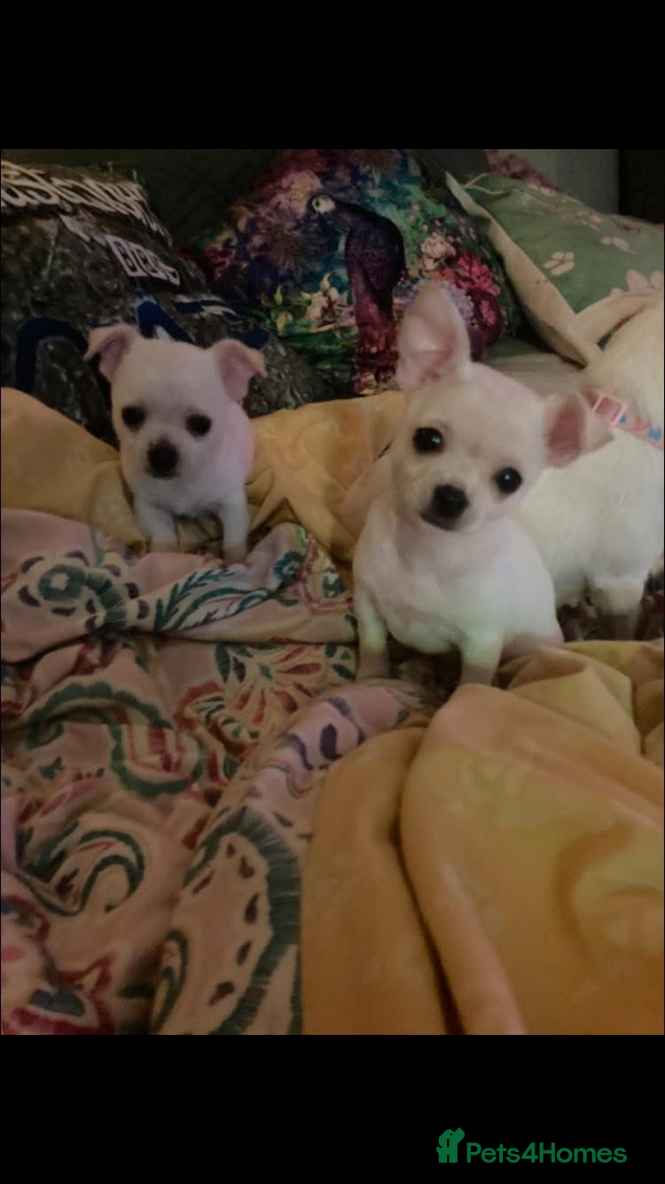 Chihuahua dogs Chihuahua  - Advert 2